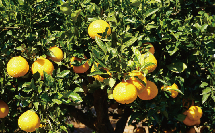 先行予約 不知火 約4kg (15個前後) 【2026年2月上旬から3月下旬発送予定】 しらぬい みかん ミカン 蜜柑 フルーツ 果物 くだもの 熊本県産 九州産 国産 ひでみかん