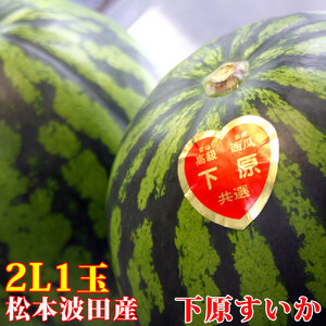 【先行受付：2026年発送】スイカ 下原すいか 信州松本波田産 2L ( 7kg ～ 8kg ) × 1玉 | フルーツ 夏 スイカ 西瓜 大玉スイカ シャキ感 甘い ふるーつ 果物 野菜 長野県 松本市 信州産 人気 ふるさと納税