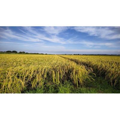 ふるさと納税 西脇市 兵庫県産・令和7年産【ヒノヒカリ】白米　20kg(5kg×4) |  | 03