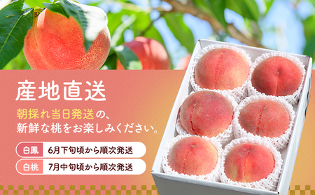 【2024年発送 定期便】山梨県産 旬の桃2回発送 (白鳳2kg以上・白桃2kg以上)ふるさと納税 先行予約