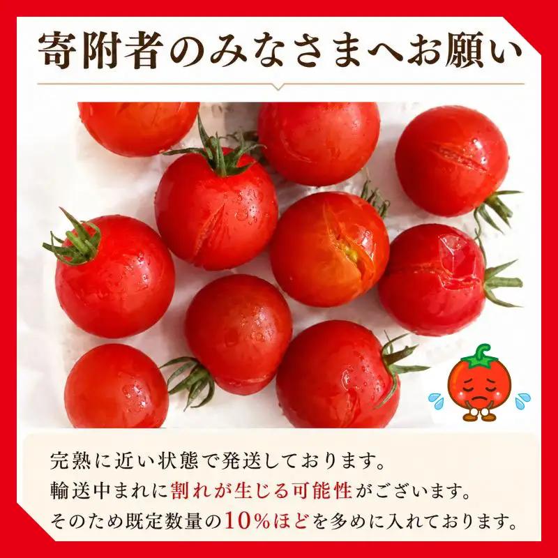 ミニトマト 5kg (1kg×5回) 訳あり 定期便 【ミニトマト】 山本農園