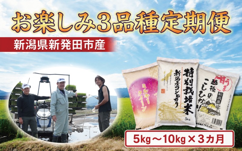 
                  【令和7年産 おたのしみ定期便3ヵ月】 定期便  5kg×3ヵ月 計15kg  10㎏×3カ月 計30㎏ 5kg 10kg コシヒカリ こしひかり ミルキークイーン 食べ比べ 3種 新潟産 新潟県 令和7年産 コメ お米 米 こめ 新潟米 新潟 新発田  斗伸 toushin067P
                