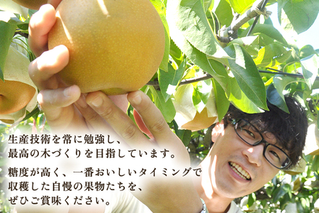 【2026年先行予約】【厳選】新潟県産 和梨 あきづき 5kg（10〜18玉）《9月上旬以降発送》 和梨 なし ナシ 果物 フルーツ 加茂市 いたみ果樹園