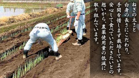 【2023年12月上旬発送開始】桜川市産 長ねぎ 約3kg ねぎ ネギ 野菜 鍋 [EH001sa]