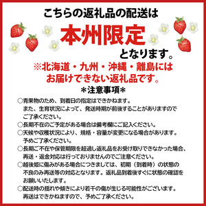 いちご 越後姫 3L～2L 朝採れ 苺 農家直送 クール便【 新潟県 新発田市 越後姫 いちご イチゴ 生産者直送 3L 2L  数量限定 C11_02 】