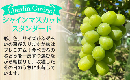 【先行受付2025年発送】シャインマスカット スタンダード 約2kg（5～6房）｜Jardin Omino　※2025年9月初旬~10月中旬に発送予定