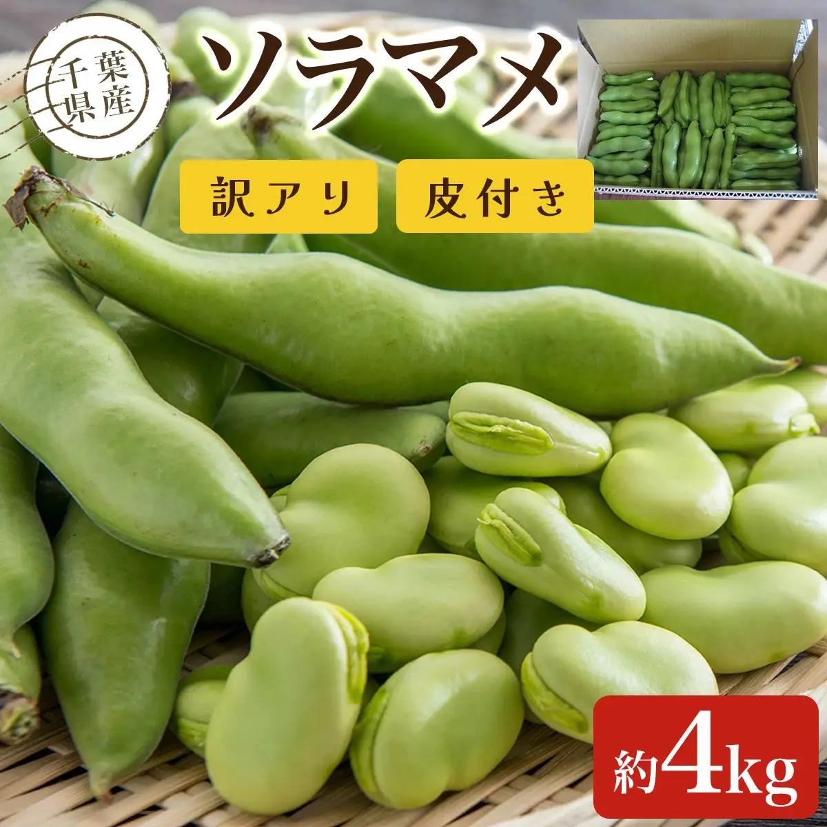 【先行予約:2027年5月以降発送】【訳アリ】千葉県産 ソラマメ 4kg 皮付き AD002