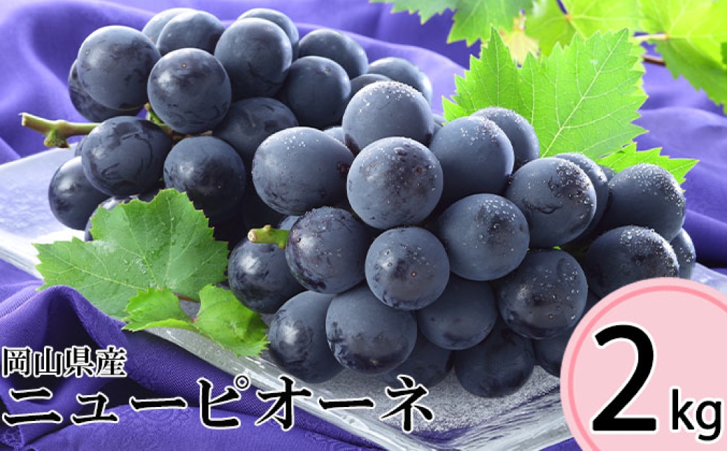 
                  先行予約岡山県産ニューピオーネ 約2kg （ 3～6房 ） 【 2026年8月下旬～10月下旬まで順次発送予定 】 ぶどう ブドウ 葡萄 フルーツ くだもの 果物 果実 大粒 果汁 国産 岡山県産 ニューピオーネ 種無し
                