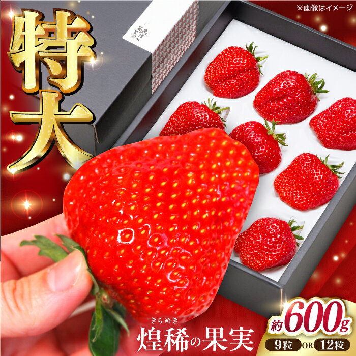 【ふるさと納税】【先行予約】煌稀の果実 特大 苺 (約600g 9または12粒) 高知市春野町産〈2026年1月上旬～2026年3月上旬頃発送〉 / いちご イチゴ 果物 フルーツ 【森強のいちご農園】[ATAS002]