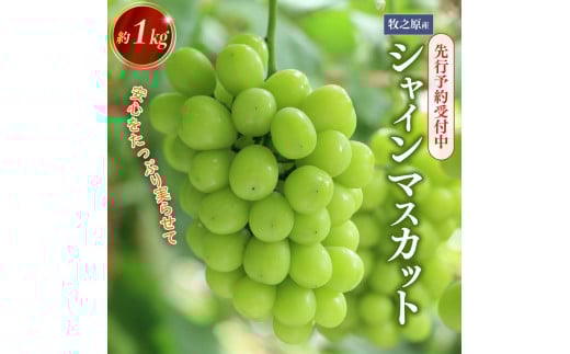 【先行予約8月初旬以降発送】 厳選 シャインマスカット 約1kg 人気 フルーツ ぶどう お取り寄せ 国産 安心 しゃいんますかっと 産地直送 葡萄 静岡 牧之原