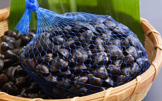 118ひぬま産採れたて大和しじみ【冷蔵】1.5kg