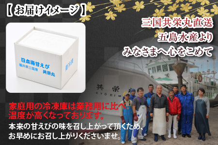 【年2回お届け】絶品甘えびを三国港からお届け！甘海老を海の上で食べる！ 漁船直送 船内瞬間冷凍 甘えび 約1.1㎏ × 2回 計2.2㎏ 【定期便 海老 えび エビ アマエビ あまえび 甘海老 赤エビ