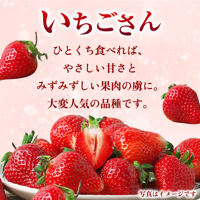 【1月中旬〜2月中旬発送】やさしい味わい！いちごさん 平パック×4P 約1kg いちご イチゴ 佐賀県産 佐賀県 佐賀 パック 吉野ヶ里町/リエンサーク [FCC003]
