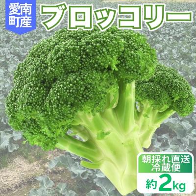 ふるさと納税 愛南町 先行予約 ブロッコリー 約2kg 産地直送 農家直送 朝採れ 当日 発送 愛媛県 愛南町 愛なんよ