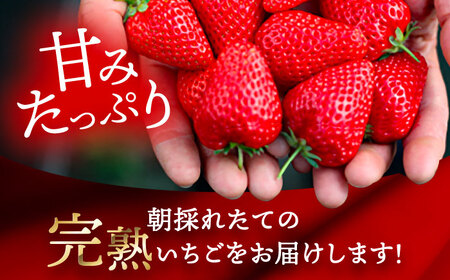 【先行予約】 ＼毎年12月より順次発送／ 大玉 紅ほっぺ 5粒~6粒程度 いちご 果物 フルーツ 愛西市 / くぼ苺農園 【配達不可：北海道・沖縄・離島】[AECJ011]