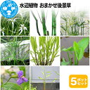 【ふるさと納税】水辺植物 おまかせ後景草×5ポットセット