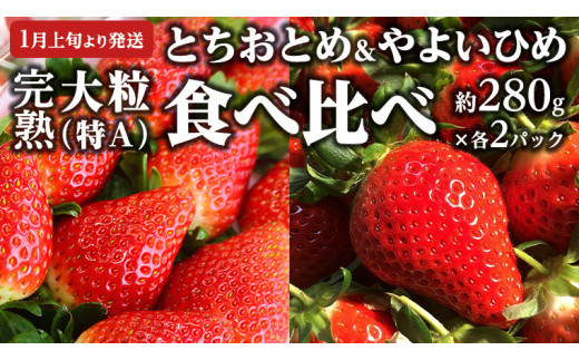 【 2025年1月上旬発送開始 】完熟！ やよいひめ 約280g×2P・とちおとめ 約280g×2P 食べ比べ 国産 いちご イチゴ 苺 [BC008sa]