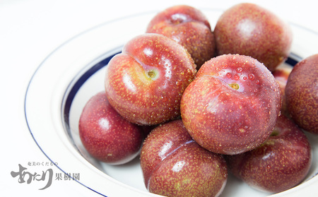 2026年発送【あたり果樹園】奄美大島産 すもも(プラム)約3kg 鹿児島県 奄美群島 奄美大島 龍郷町 国産 奄美産 青果 果物 くだもの フルーツ すもも スモモ プラム 南国 初夏の果実 甘酸っ