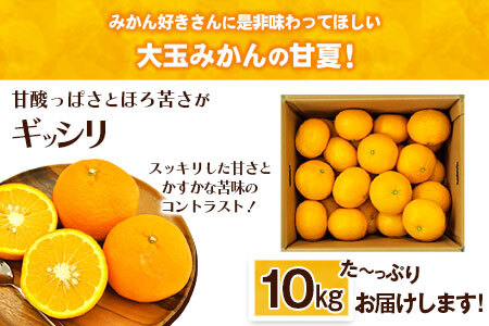 【2026年度先行予約分】みかん 好き必見 甘夏 熊本県産(津奈木町産含む) 甘夏 約 10kg (約18～40玉前後) 《2月中旬-4月末頃出荷》柑橘 大玉 ミカン フルーツ 旬 甘夏みかん 果物 