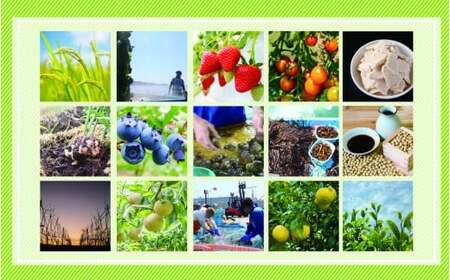 先行予約 酒粕クッキー 60g×3本セット クッキー