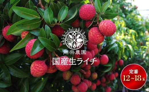 【先行受付開始！令和8年産】 生ライチ 12個 ～18個 定番 フルーツ 果物 くだもの 季節限定 期間限定 数量限定 旬 限定 国産 贈答 ギフト 贈り物 プレゼント デザート スイーツ アレンジ メリーガーデン 高知県 ジャカパット ワイチ 希少 国内生産 完熟 木成り 大玉 小玉 爽やか 甘み 酸味 透明感 プリッと 食感 宝石 化粧箱 お取り寄せ グルメ 安芸市 高知県