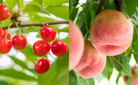 【定期便4回】山形フルーツベスト4！お福分け定期便【令和8年産先行予約】FS25-104