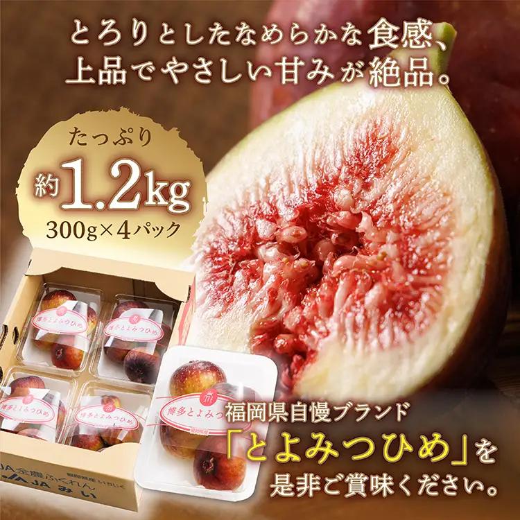 福岡県ブランド いちじく 「とよみつひめ」約1.2ｋｇ(約300ｇ×4パック)  | 無花果 イチジク 美容 ジャム 旬 果物 フルーツ 生 旬 朝ごはん 朝食 デザート お取り寄せ 送料無料 福岡県