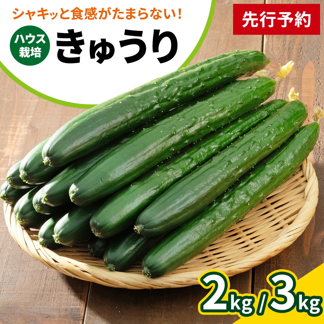 【ふるさと納税】シャキッと美味しい！ 瀬戸内産 きゅうり 約 2kg or 3kg から選べる 【2026年 9月以降発送】 越田農園 瀬戸内産 離島 国産 野菜 旬の野菜 夏野菜 秋野菜 生かじり お取り寄せ ギフト 産地直送 広島県 大崎上島町