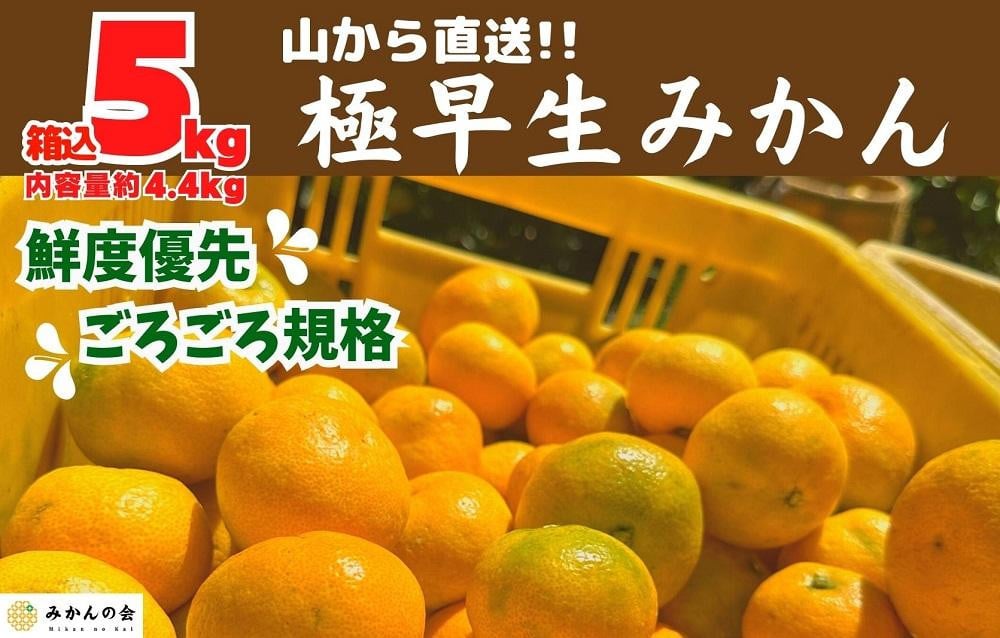 
            みかん 極早生 山から直送 箱込 5kg (内容量約 4.4kg) 採れたてそのままごろごろ規格 有田みかん 和歌山県産 【みかんの会】
          