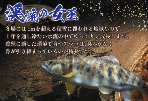 アマゴ 渓流の女王 芸北アマゴ 7尾