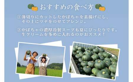 かぼちゃ 5kg以上 Lサイズ 野菜 南瓜 かぼちゃ