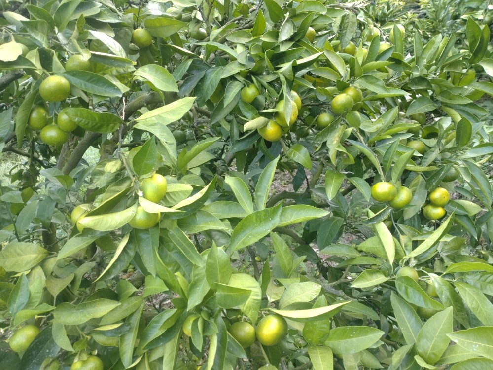 【周防大島産】日南一号（極早生種）5kg