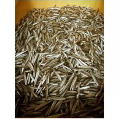 ふるさと納税 近江八幡市 【素材の味をお楽しみください】琵琶湖産　天然わかさぎ一夜干し |  | 01