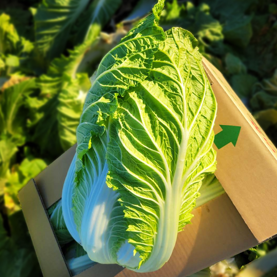 【2025年11月上旬より発送開始】 茨城県 八千代町産 白菜 はくさい 1箱 （ 4玉 ） 10kg 以上 生産量 日本一 農家直送 期間限定 ハクサイ 鍋 冬野菜 野菜 やさい 旬 ふるさと納税 