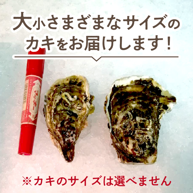 【予約:2024年10月より順次発送】【カキナイフ付】海のミルクサロマ湖産殻付2年物カキ貝 7.5kg 60～75個入 ( 魚介類 海鮮 魚介 牡蠣 かき カキ )【031-0010-2024】