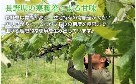 【2026年産】 訳ありシャインマスカット1.7kg ぶどう 葡萄 ブドウ マスカット 果物 くだもの フルーツ デザート 旬の果物 旬のフルーツ 長野
