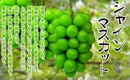 《2024年発送》特秀品シャインマスカット1kgの詰め合わせ【数量限定】