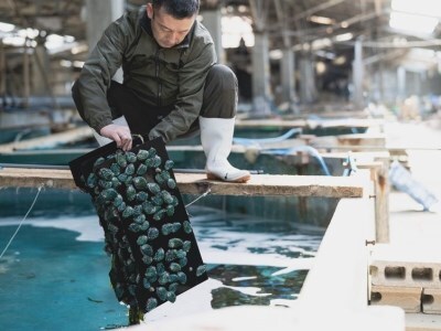 鮑 アワビ あわび 人気 ふるさと納税 冷凍  和歌山産煮アワビ 姿煮 【紀州湯浅金山寺味噌使用】 160g【riz202f】