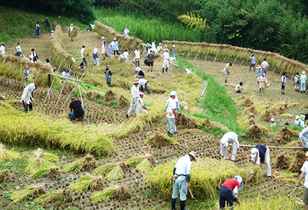 【先着20組限定】令和８年度 大山千枚田『棚田トラスト制度』参加権利　[0107-0001]