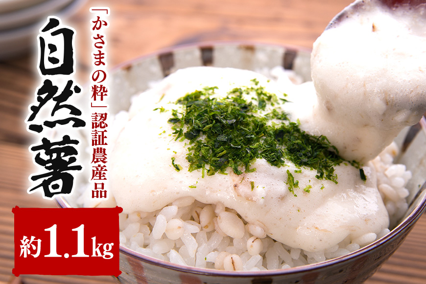 伊藤農園の自然薯 約1.1kg AI-001