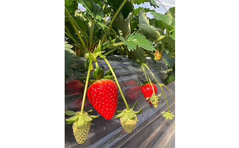 【2026年1月中旬出荷開始】【2回定期】いちご 古都華 約270g × 2パック フルーツ 果物 旬 産地直送 旬のフルーツ 旬の果物 お取り寄せ おやつ デザート 希少 ことか 苺 冷蔵 冷蔵配送