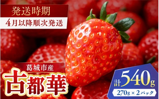 
                  古都華 葛城市産 2パック 270g×2 4月以降順次発送 いちご 苺 イチゴ ことか ブランドいちご 奈良県産 高糖度 甘い 濃厚 香り 果汁 旬 新鮮 果物 フルーツ ストロベリー 数量限定 先行予約 冷蔵 産地直送 農家直送 お取り寄せ 贈答 ギフト プレゼント 高級 希少 人気 おすすめ 春 4月 5月 6月 ふるさと納税 奈良県 葛城市 国産 ジューシー 酸味 甘酸【ichi0001】
                