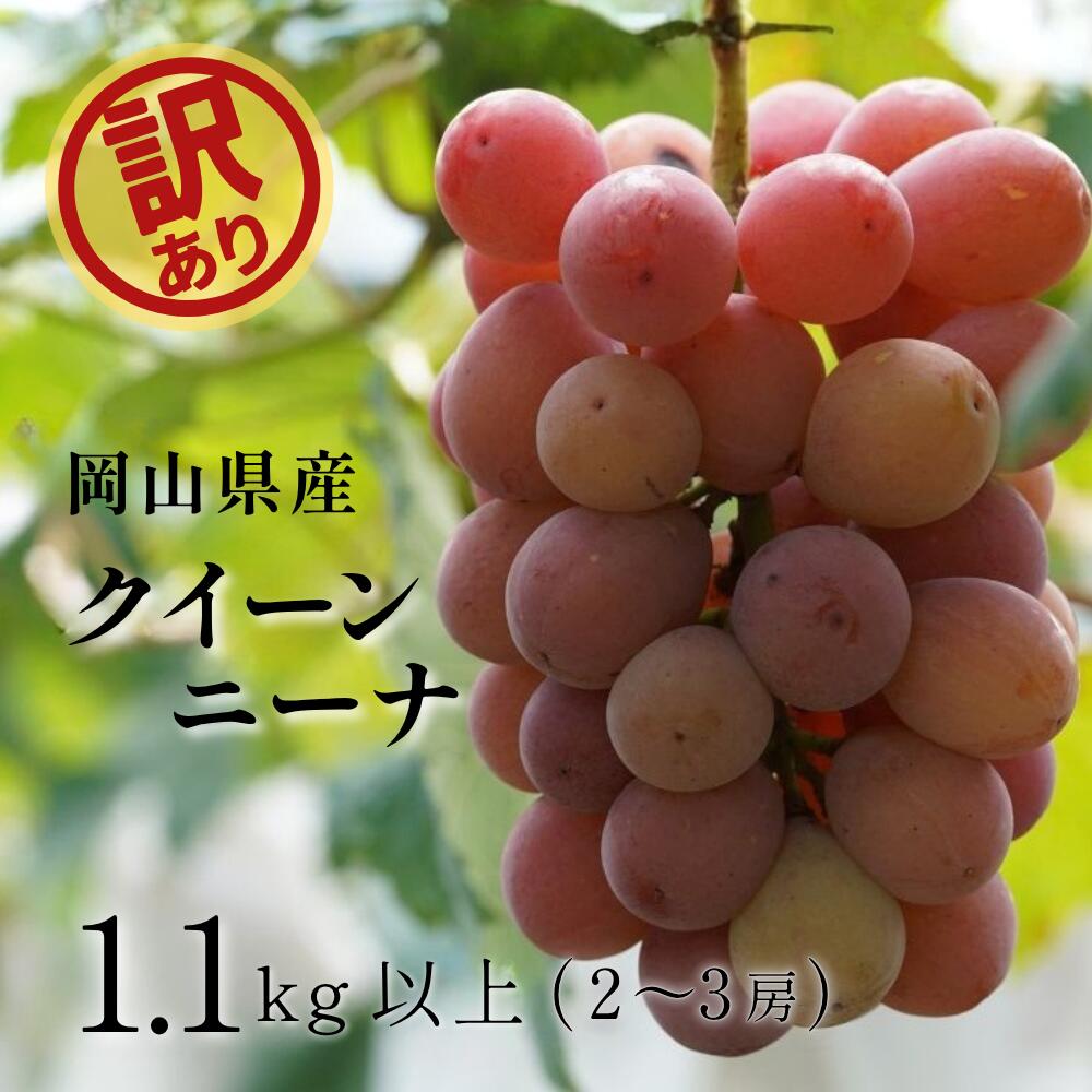【ふるさと納税】 訳あり ぶどう 岡山 クイーンニーナ 1.1kg 以上（2～3房） 【2026年 先行予約 8月下旬より順次発送】 ブドウ 送料無料 くだもの 国産 2026年発送 期間限定 人気 数量限定 ギフト 産地直送 朝採れ 新鮮 ぶどう 葡萄 先行予約 フルーツ 果物 岡山 甘い