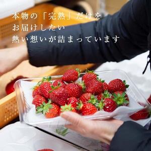 【出荷期間は1月～4月末】ボリューム満点てんこ盛り500g×2パック！完熟あまおう日替わりセット1000g