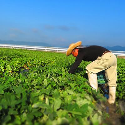 ふるさと納税 亀岡市 【6月〜9月中旬発送】夏の厳選 京漬物 詰合せ |  | 03