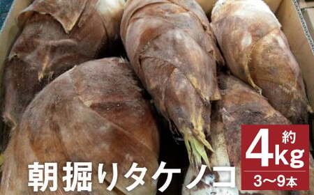 朝掘り タケノコ 約4kg（3～9本）【2026年4月上旬より順次発送】 野菜 やさい たけのこ 筍 タケノコ 熊本県産 国産