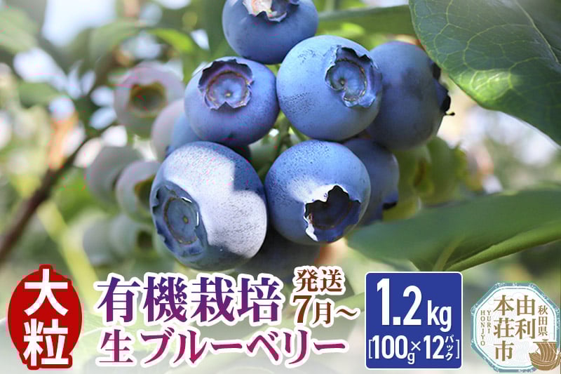 
            【発送7月から順次】田口農園 秋田県産 大粒 ブルーベリー 生 合計1.2kg(100g×12パック) 
          