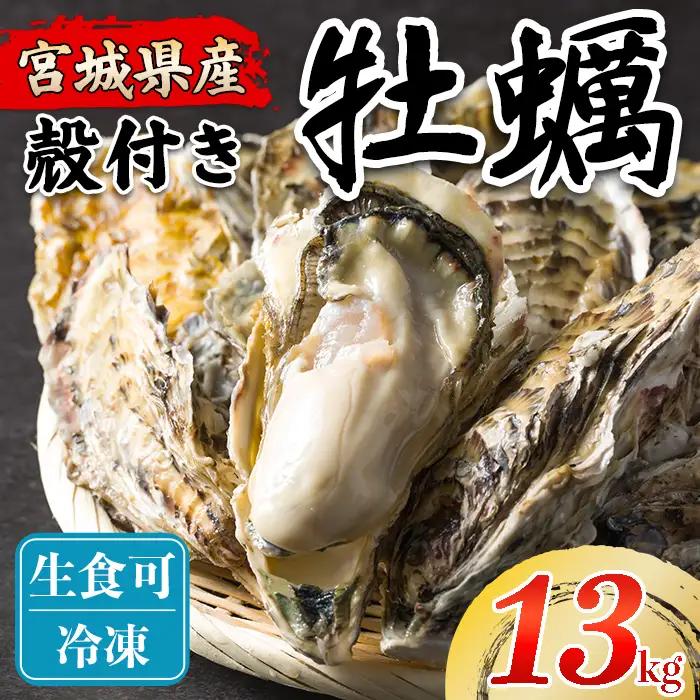 松島牡蠣屋 冷凍牡蠣（生食用） 13kg 宮城県産 牡蛎 牡蠣 カキ オイスター カキフライ 牡蠣鍋 海鮮 国産 魚貝類 急速冷凍 【菊地水産合同会社】tm753