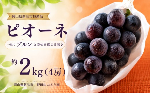 ピオーネ 約2kg 4房 岡山県新見市 野田山ぶどう園 【先行予約 2026年9月中旬から順次発送】