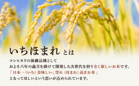 無洗米 令和５年産 いちほまれ 10kg 福井 高級ブランド米 お米 おこめ 米 コメ こめ 白米 精米 ご飯 ごはん 福井県